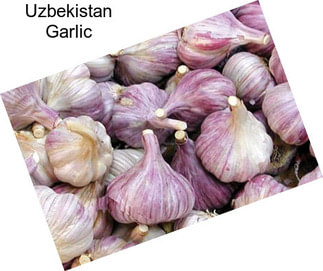 Uzbekistan Garlic