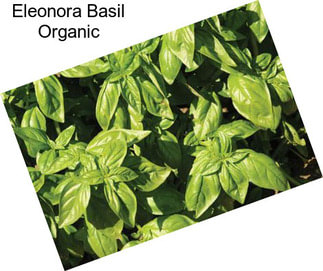 Eleonora Basil Organic