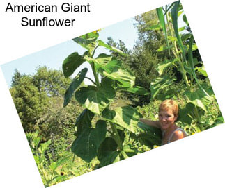 American Giant Sunflower