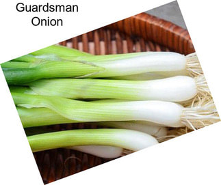 Guardsman Onion