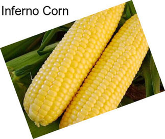 Inferno Corn