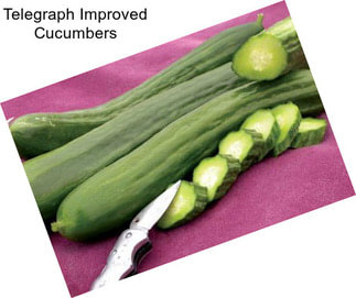 Telegraph Improved Cucumbers