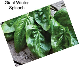 Giant Winter Spinach