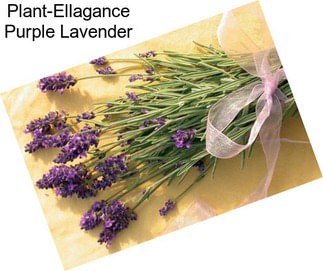 Plant-Ellagance Purple Lavender