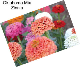 Oklahoma Mix Zinnia