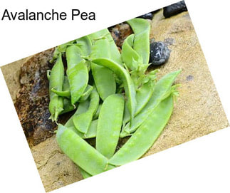 Avalanche Pea