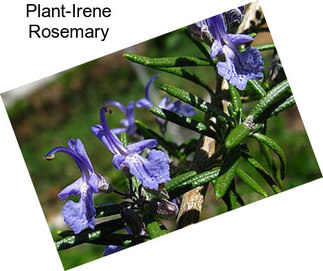 Plant-Irene Rosemary