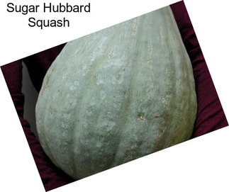 Sugar Hubbard Squash