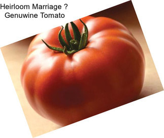 Heirloom Marriage  Genuwine Tomato