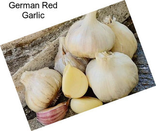 German Red Garlic