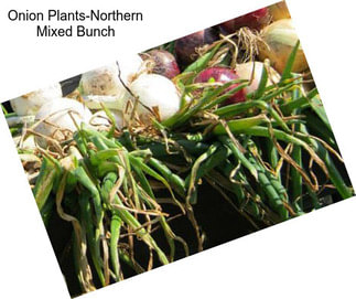 Onion Plants-Northern Mixed Bunch