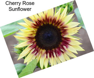 Cherry Rose Sunflower