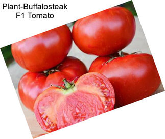 Plant-Buffalosteak F1 Tomato
