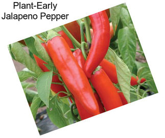 Plant-Early Jalapeno Pepper