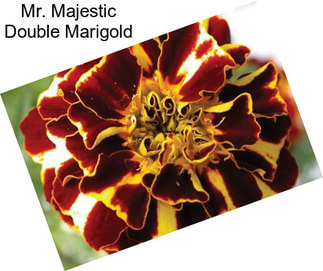 Mr. Majestic Double Marigold