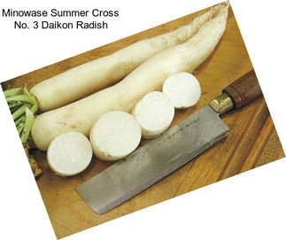 Minowase Summer Cross No. 3 Daikon Radish