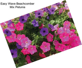 Easy Wave Beachcomber Mix Petunia