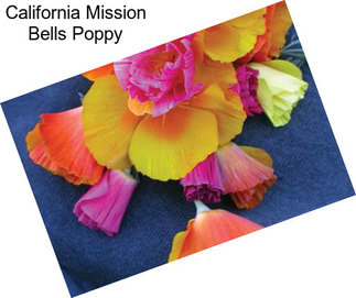 California Mission Bells Poppy