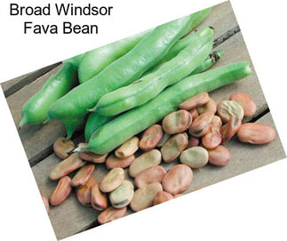 Broad Windsor Fava Bean