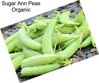 Sugar Ann Peas Organic