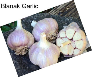 Blanak Garlic