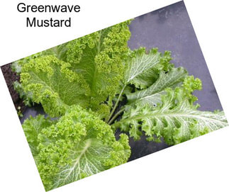 Greenwave Mustard