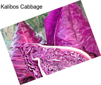 Kalibos Cabbage