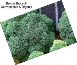 Belstar Broccoli Conventional & Organic