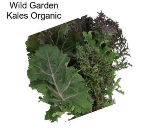 Wild Garden Kales Organic