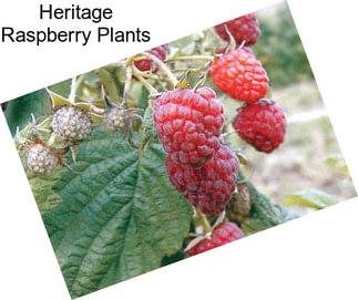 Heritage Raspberry Plants