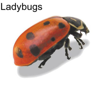 Ladybugs