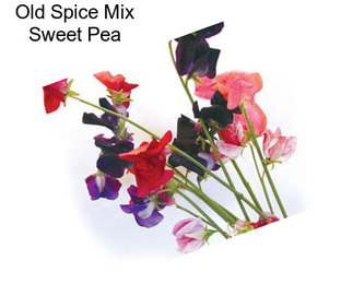 Old Spice Mix Sweet Pea