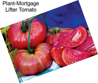 Plant-Mortgage Lifter Tomato
