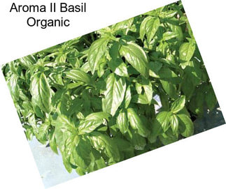 Aroma II Basil Organic
