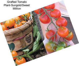 Grafted Tomato Plant-Sungold/Sweet Million