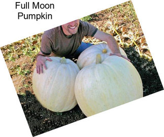 Full Moon Pumpkin