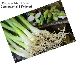 Summer Island Onion Conventional & Pelleted