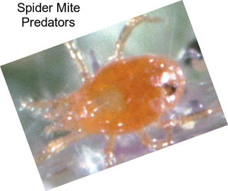 Spider Mite Predators