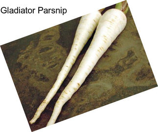 Gladiator Parsnip