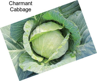 Charmant Cabbage