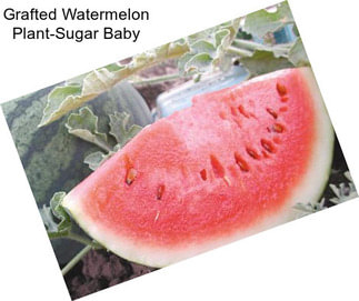Grafted Watermelon Plant-Sugar Baby