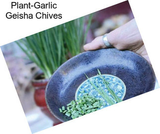 Plant-Garlic Geisha Chives