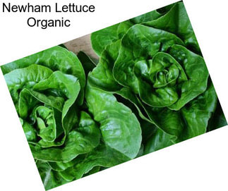 Newham Lettuce Organic