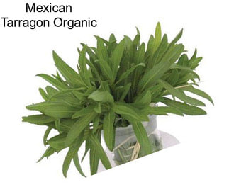 Mexican Tarragon Organic