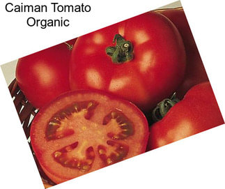 Caiman Tomato Organic
