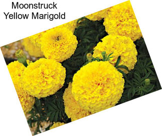 Moonstruck Yellow Marigold