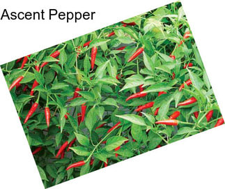 Ascent Pepper