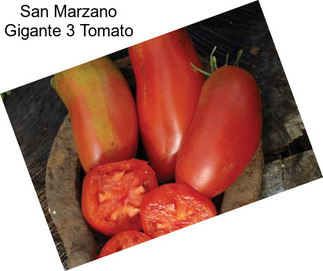 San Marzano Gigante 3 Tomato