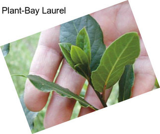 Plant-Bay Laurel