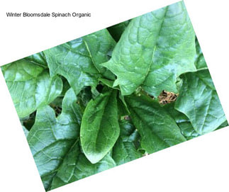 Winter Bloomsdale Spinach Organic